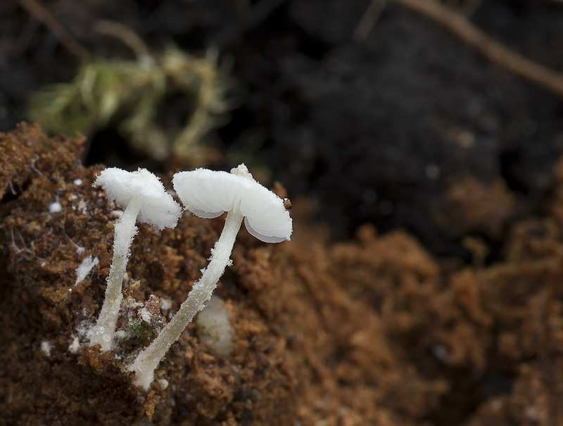 Cystolepiota pulverulenta